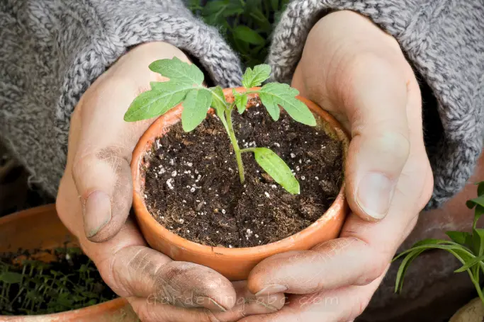 do tomatoes like acidic soil