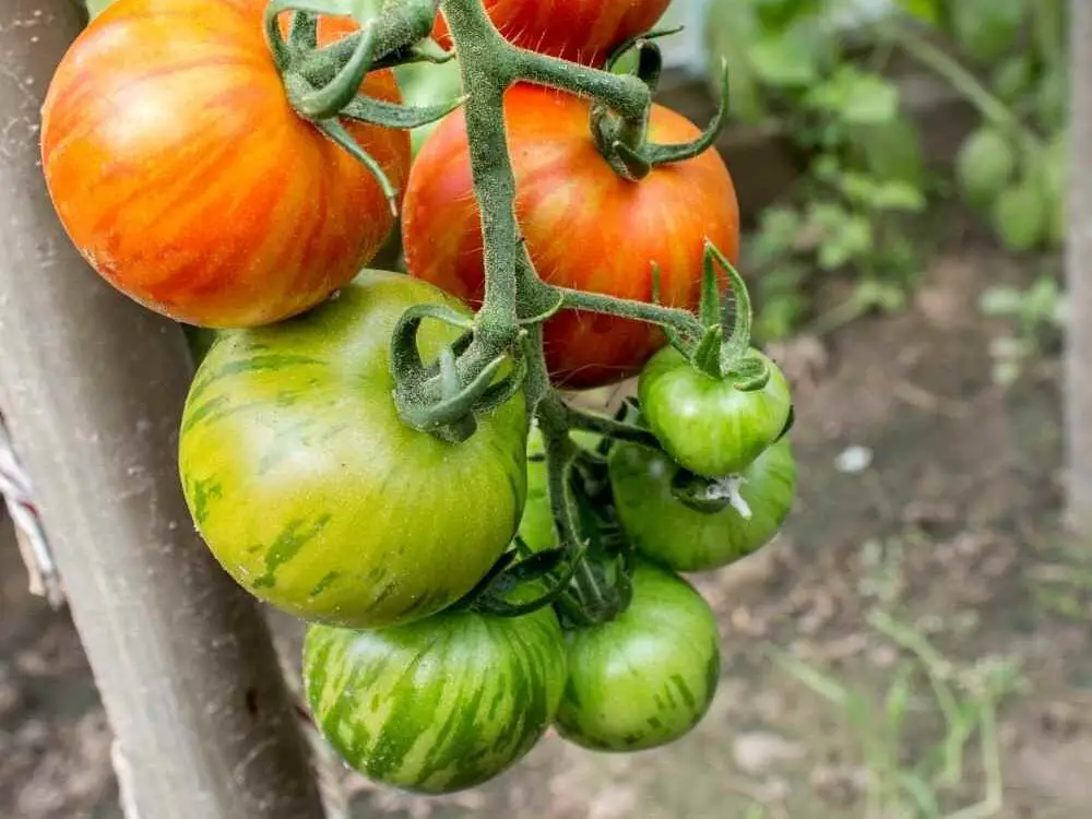 determinate tomatoes vs indeterminate tomatoes