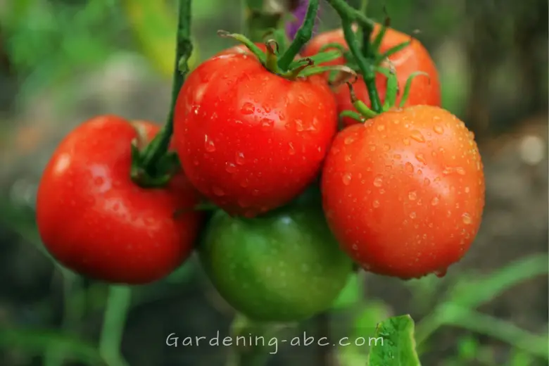 best tomato growing tips