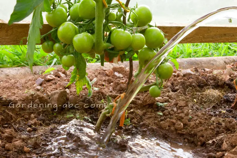 how often to water tomatoes