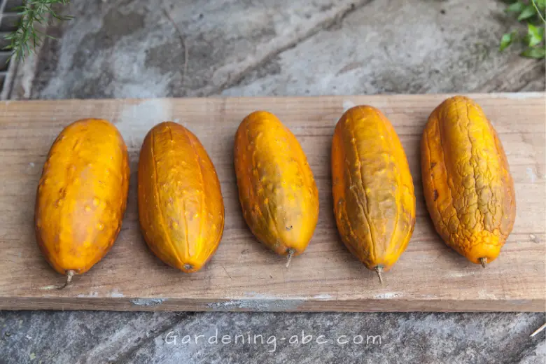 cucumbers turning yellow