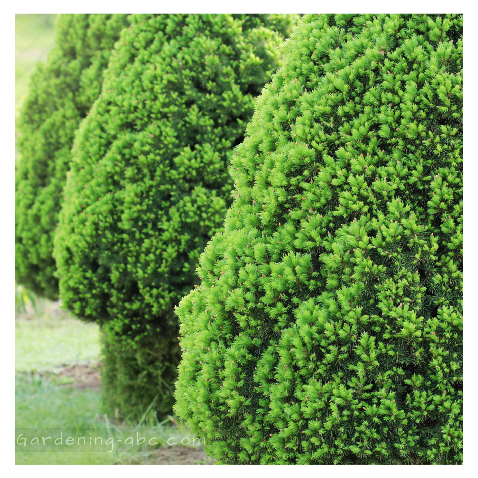 evergreen plants for pots