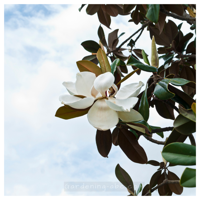 Magnolia tree as ornamental plants