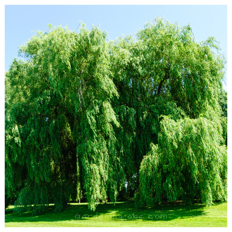Weeping Willow Tree as ornamental plants
