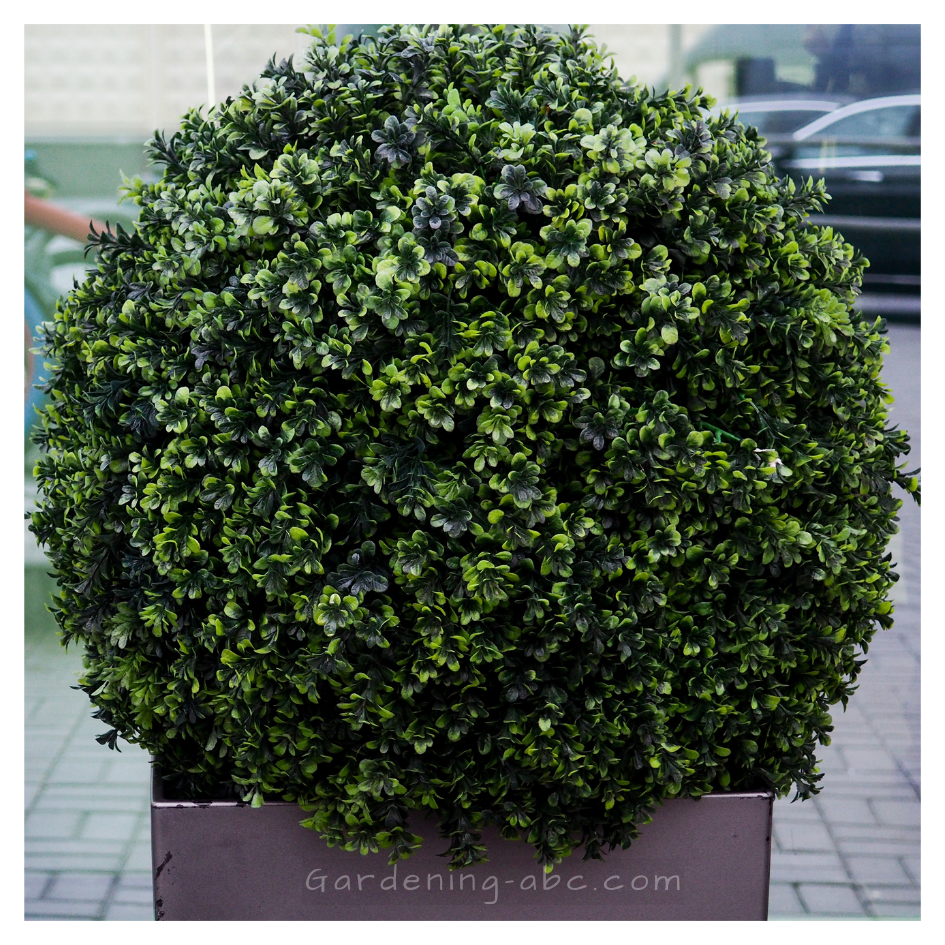 best evergreen plants for pots