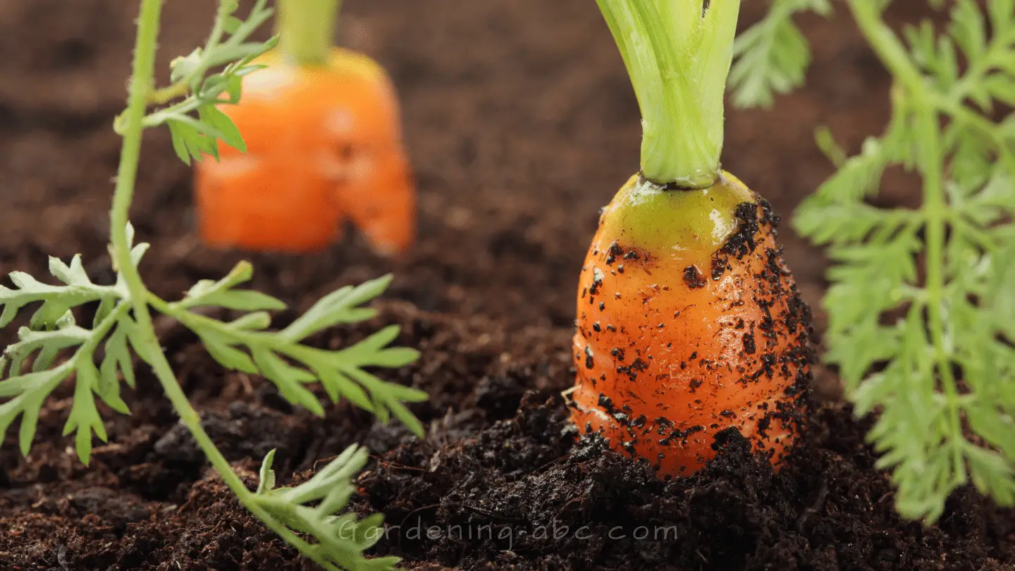 different growth stages of a carrot plant