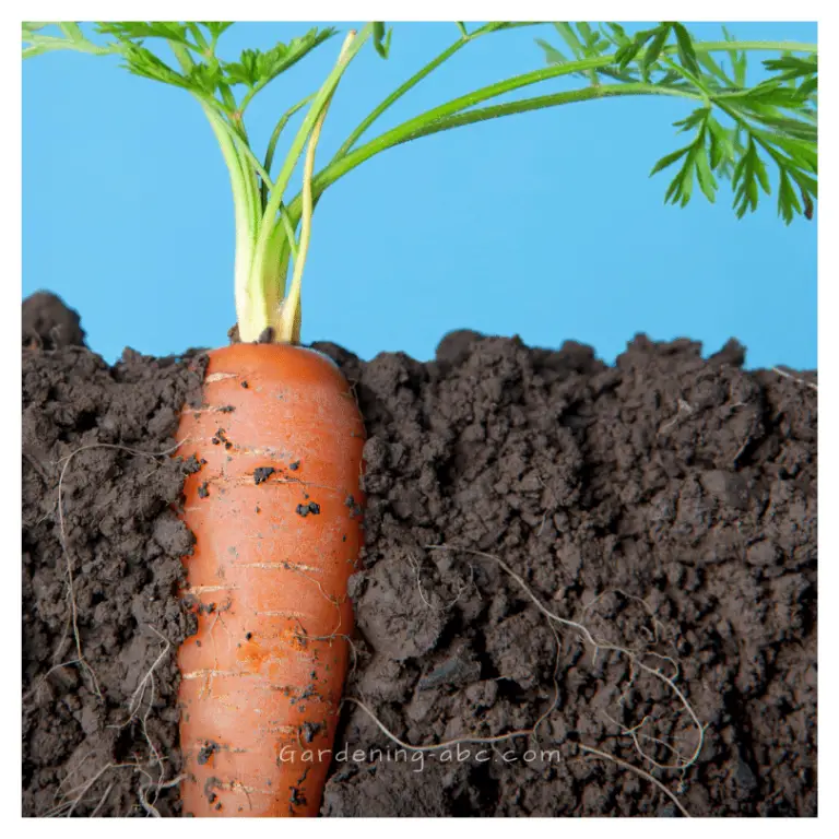 Explore Carrot Growth Stages: From Seeds To Harvest