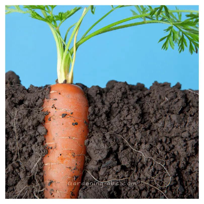 carrot root development