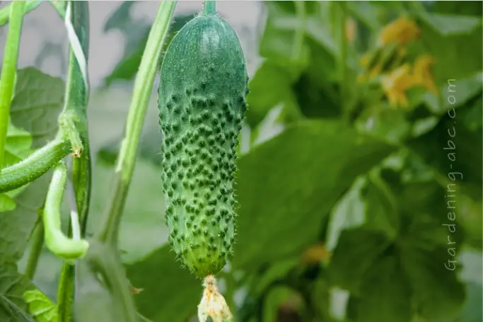 harvesting cucumbers in pots