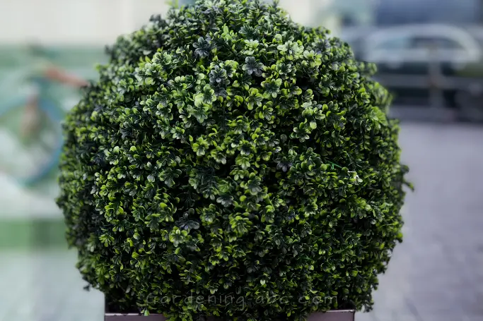 10 Low Maintenance Evergreen Plants For Pots