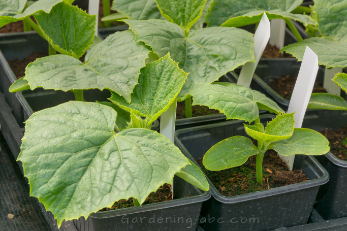 growing cucumbers in a pot