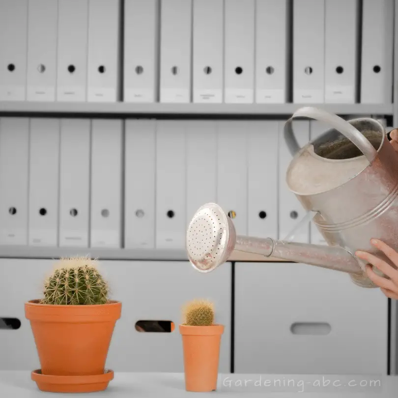 how often to water a cacti