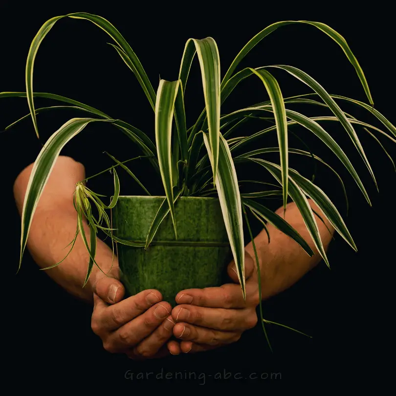 how to propagate spider plants