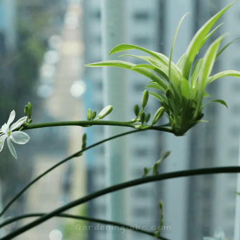 propagating spider plants through offsets