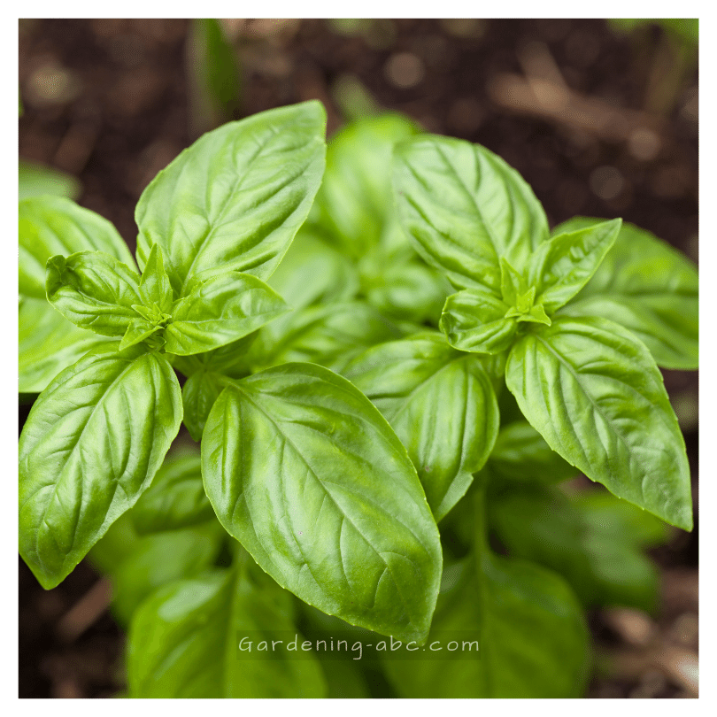 basil leaves