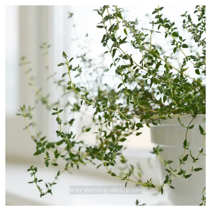 Thyme Variety for growing at home
