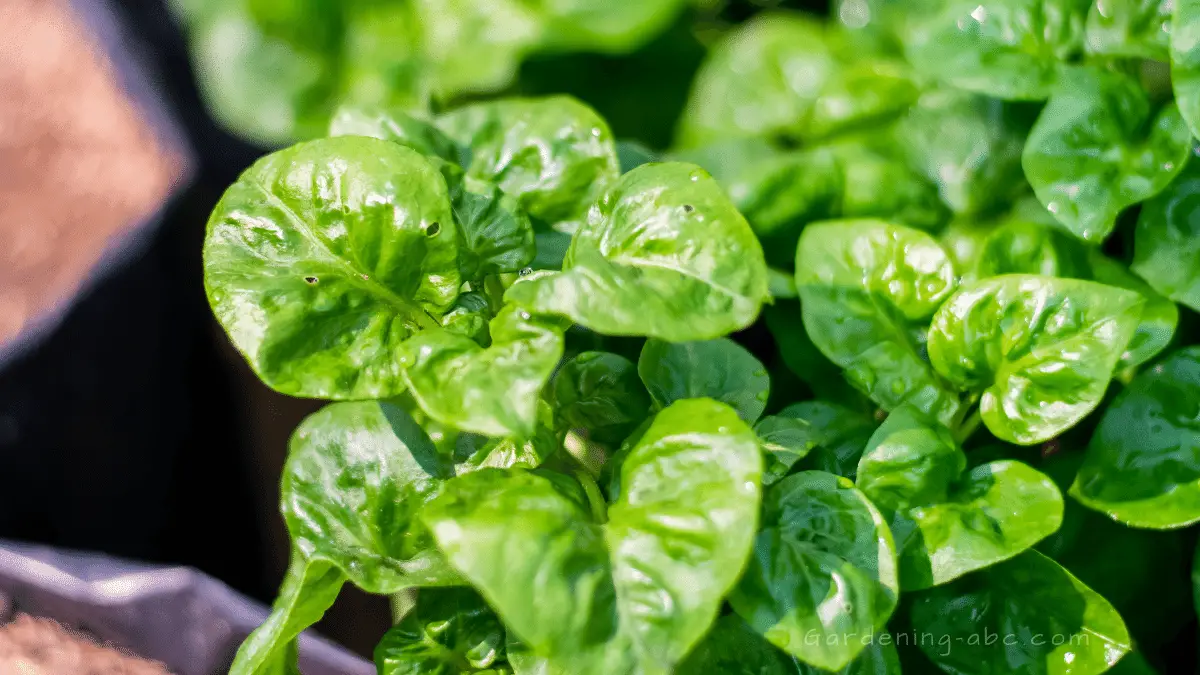 best companion plants for spinach