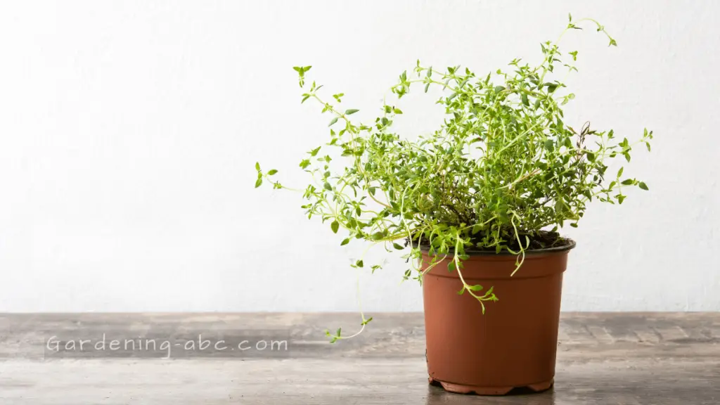 The Complete Guide To Growing Thyme At Home