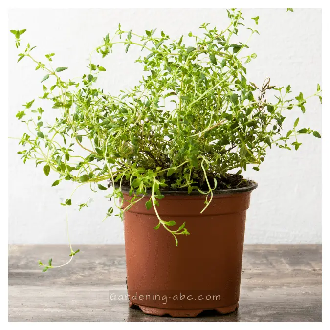 planting thyme at home