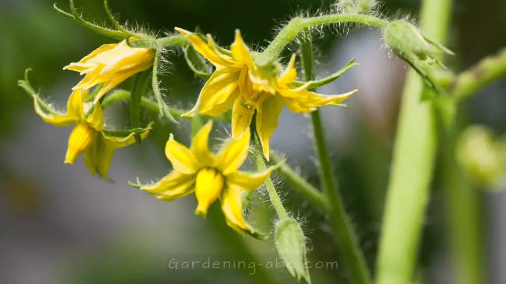 tomato-plants-not-flowering-causes-and-solutions