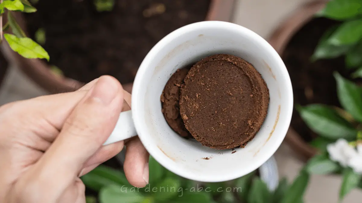 Are Coffee Grounds Good For Tomato Plants