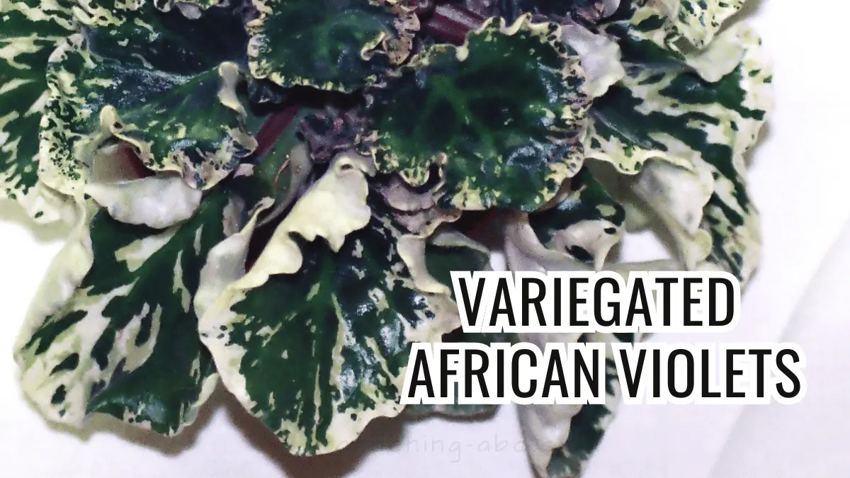 Variegated African Violets care