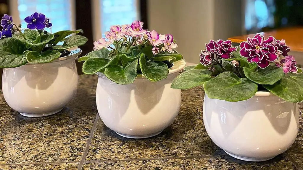 thumbnail image 2 of Wick Watering For African Violet Plants – Baby Violets 2 of 12