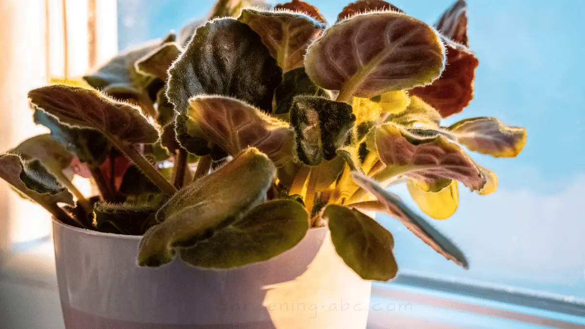 Top 25 Plants For Shallow Pots Elevate Your Gardening Game With Ease