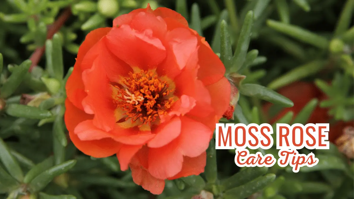 moss rose care tips
