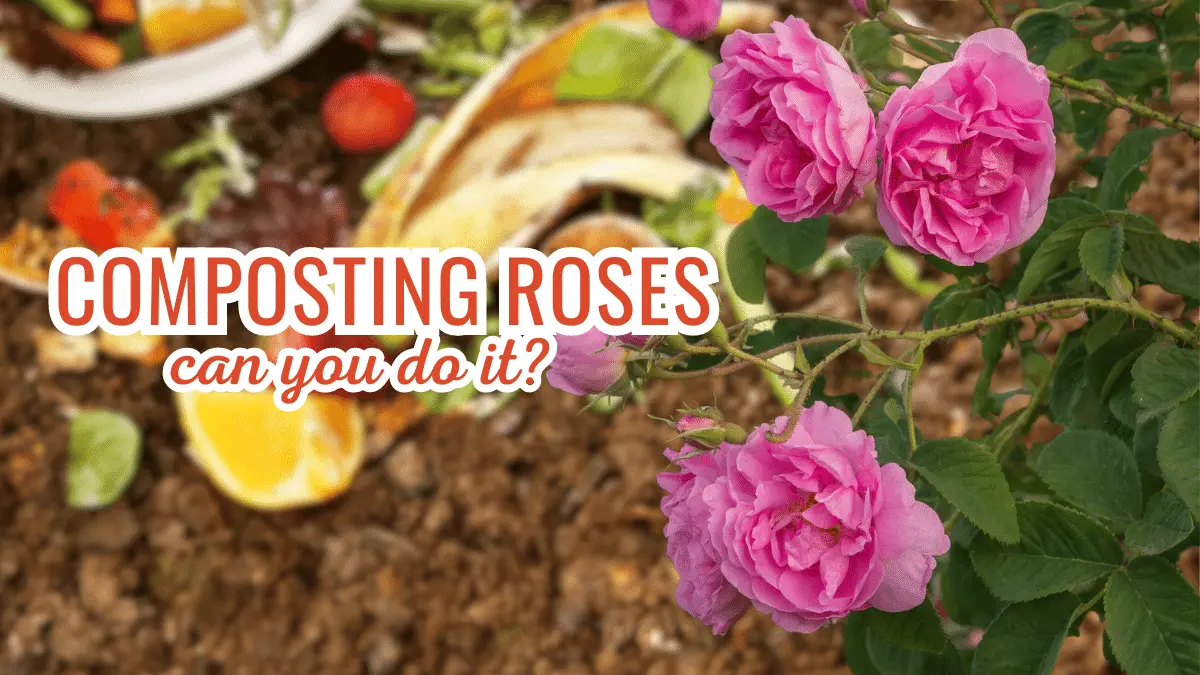 composting roses