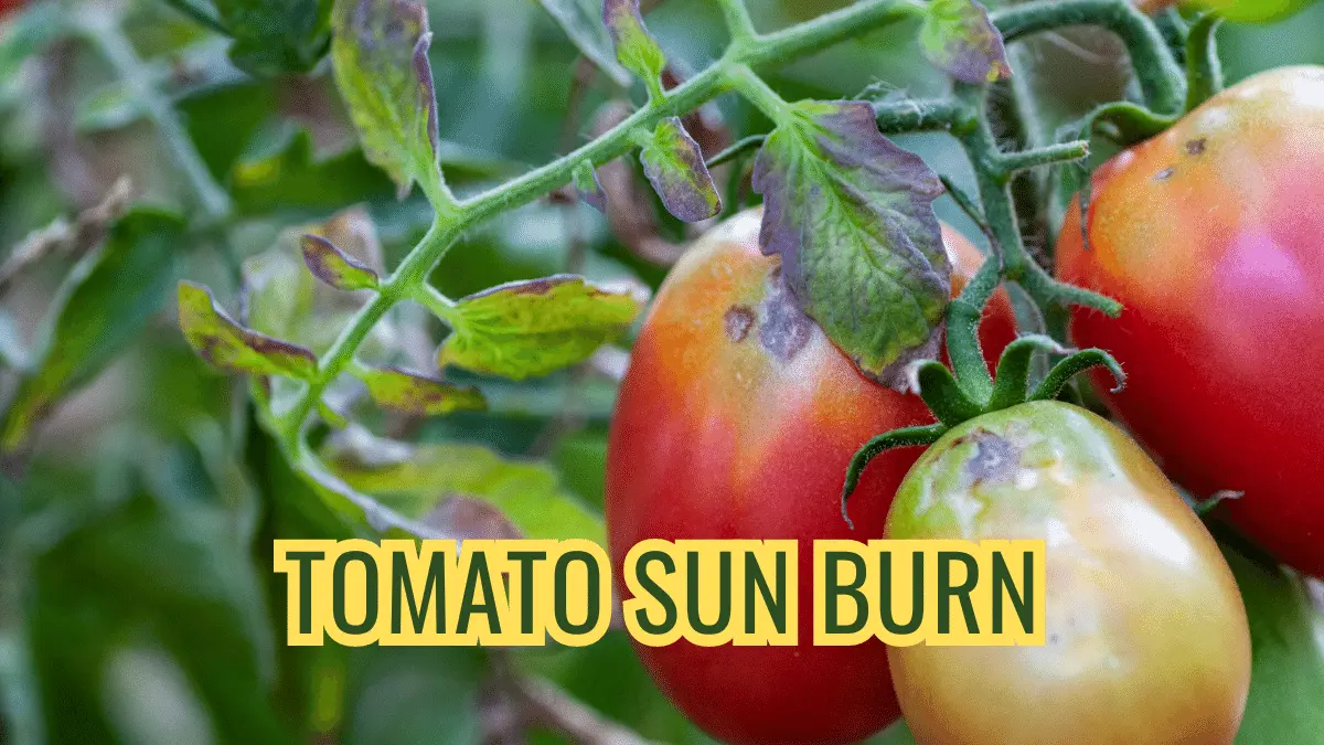tomato leaf sunburn
