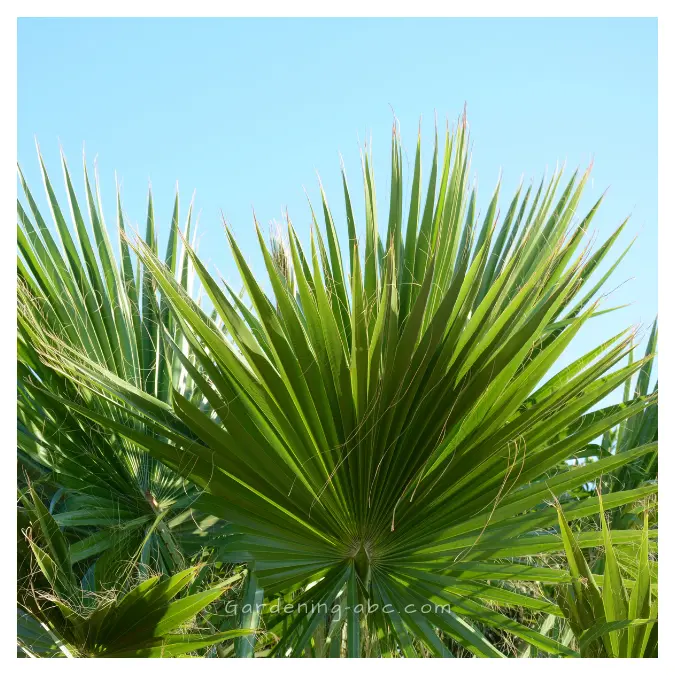 windmill palm tree in NC garden