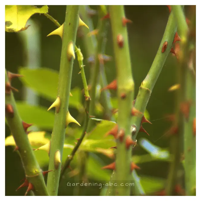 rose thorn pricking