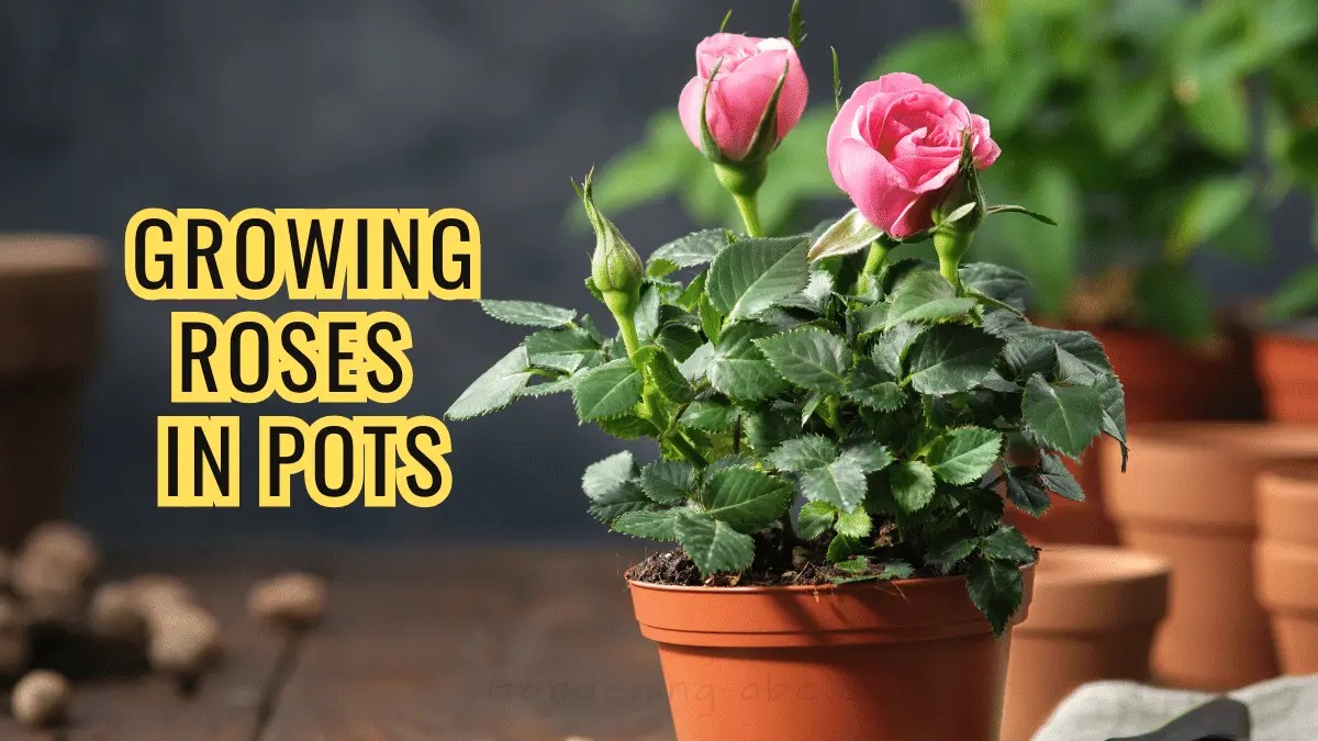 growing roses in pots