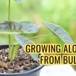 grwomg alocasia from bulbs