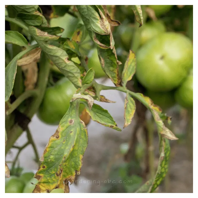 disease spots on a tomato leaf