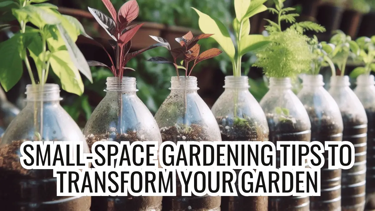 small space gardening tips