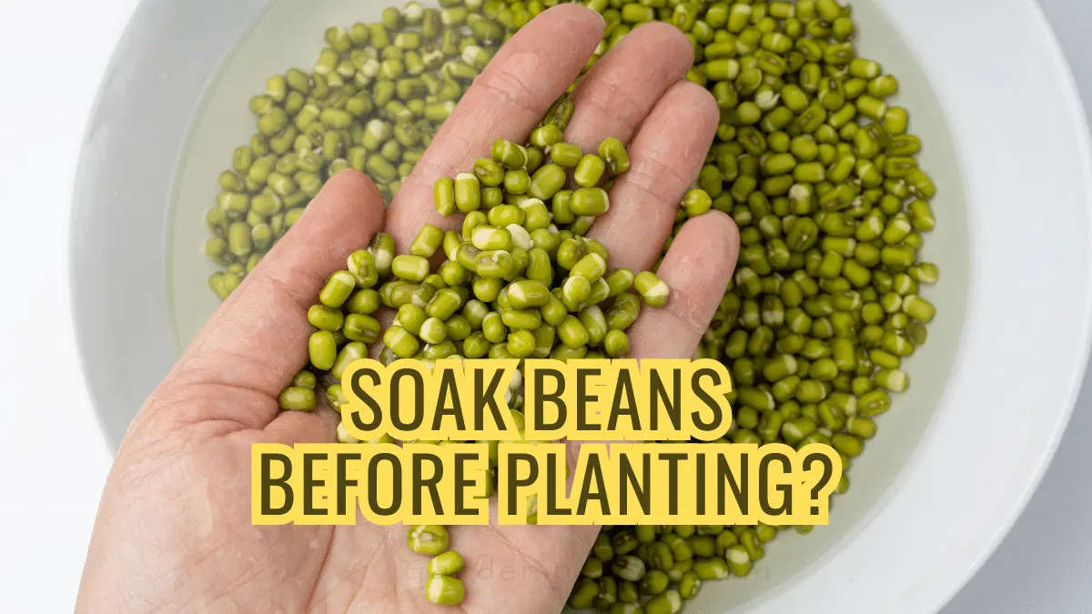 should you pre soak beans