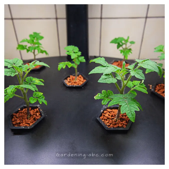 grow tomato seedlings indoors