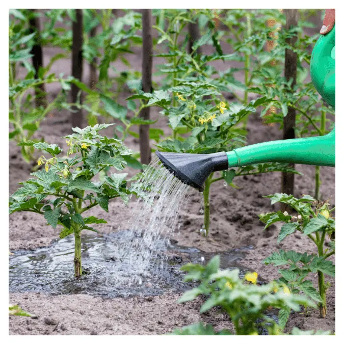 Watering tomatoes and cucumbers