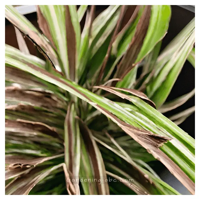 Troubleshooting Brown Leaves on spider plants