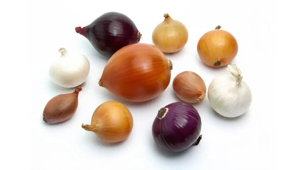 Different Types of onions
