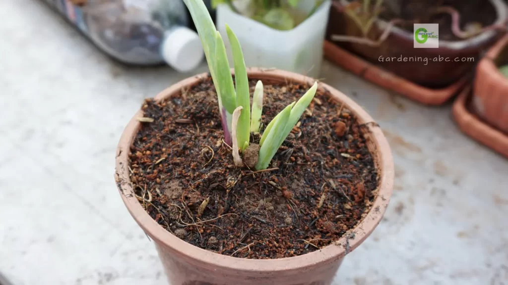 How to grow onions in a pot