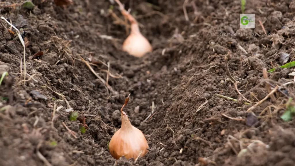 how to plant onions