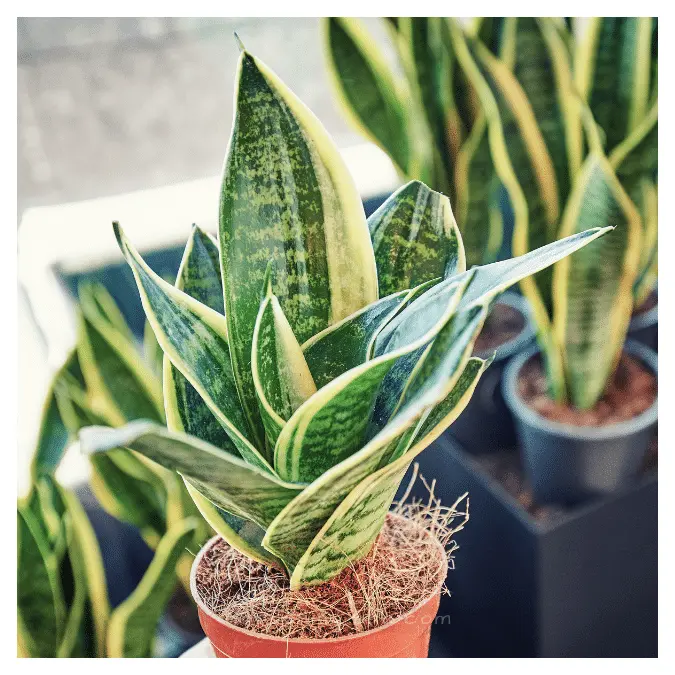 What Causes Brown Spots On Snake Plants? - 6 Main Reasons And How To ...