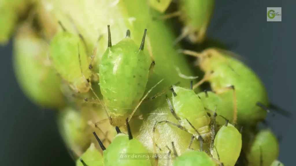 aphids eating tomato