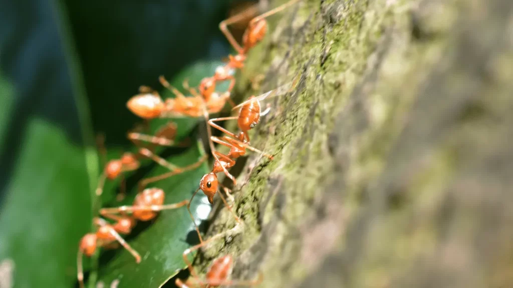 Tips for Preventing Ant Infestations