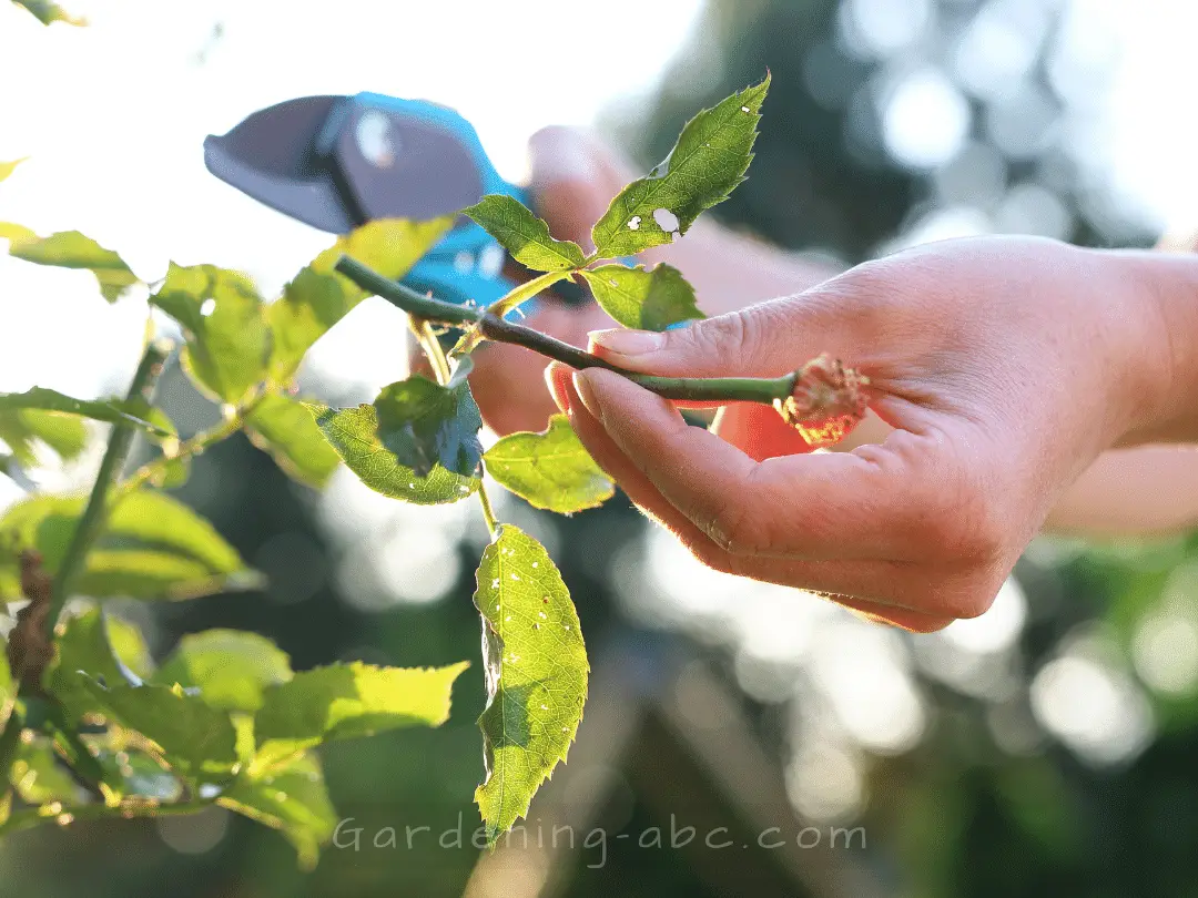 how to propagate roses