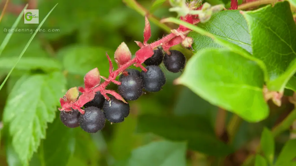 berries like blueberries Salal bushes