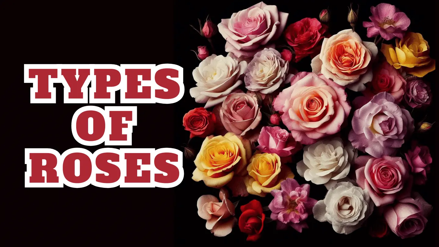 Different types of roses